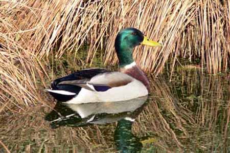 Erpel in unserem Teich